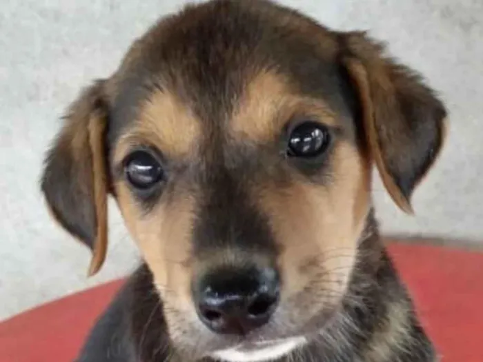 Cachorro ra a Mestiço  idade Abaixo de 2 meses nome Mike 