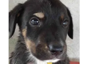 Cachorro raça Mestiço  idade Abaixo de 2 meses nome Zeus 