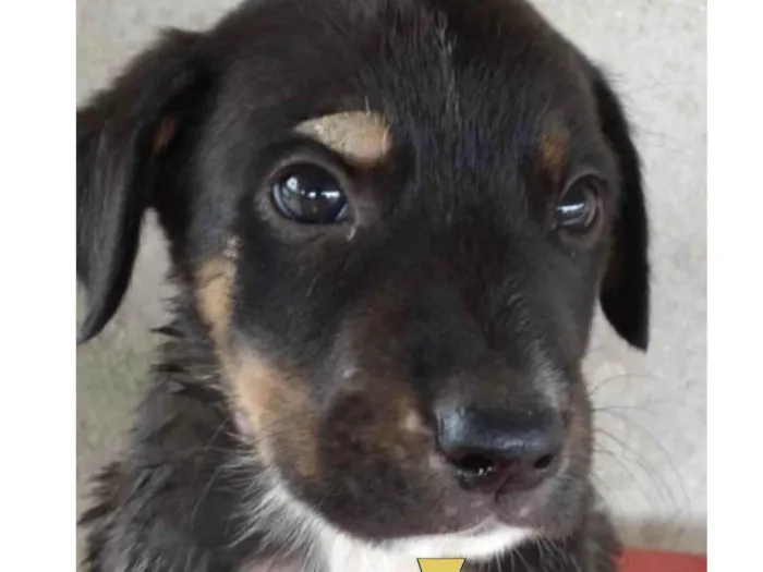 Cachorro ra a Mestiço  idade Abaixo de 2 meses nome Zeus 