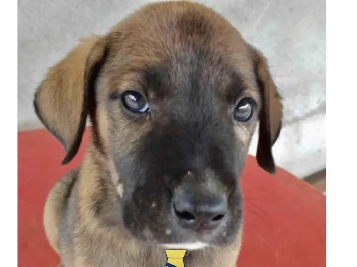 Cachorro ra a Mestiço  idade Abaixo de 2 meses nome Thor 