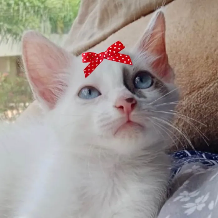Gato ra a Mestiça  idade 2 a 6 meses nome Ísis 