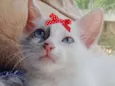 Ísis 