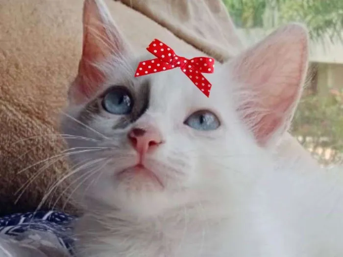 Gato ra a Mestiça  idade 2 a 6 meses nome Ísis 