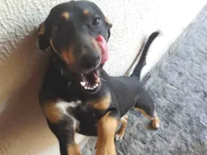 Cachorro raça SRD idade 1 ano nome Bob