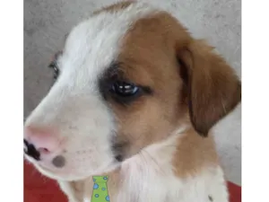 Cachorro raça Mestiço  idade Abaixo de 2 meses nome Bidu 