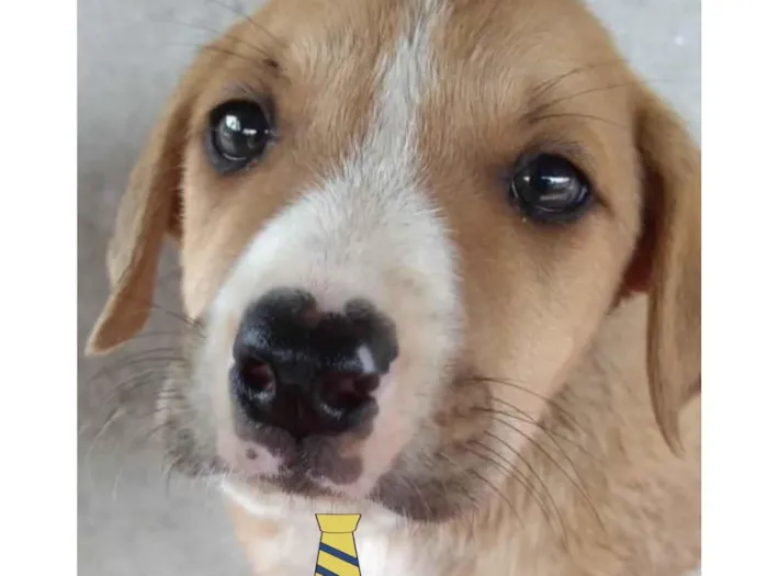 Cachorro ra a Mestiço  idade Abaixo de 2 meses nome Ralf 