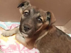 Cachorro raça Vira lata idade 2 a 6 meses nome Pança