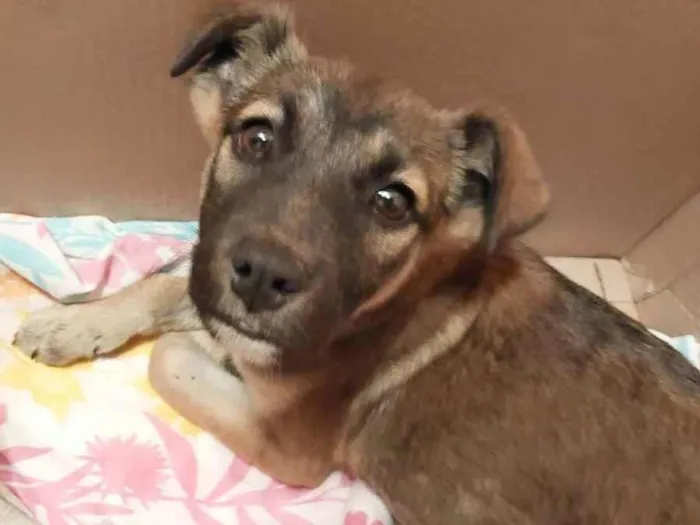 Cachorro ra a Vira lata idade 2 a 6 meses nome Pança