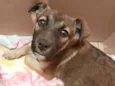 Pança