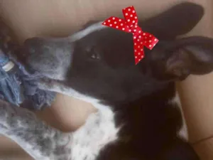 Cachorro raça Mestiça  idade 2 a 6 meses nome Kiara 