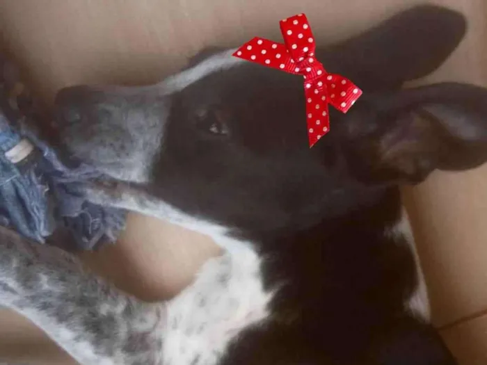 Cachorro ra a Mestiça  idade 2 a 6 meses nome Kiara 