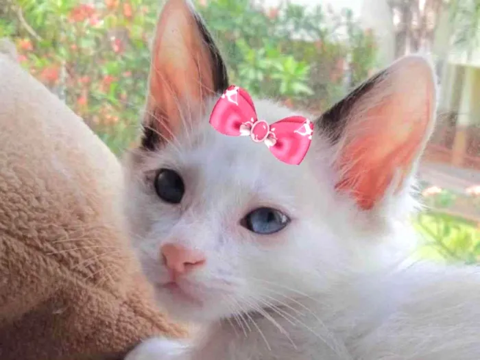 Gato ra a Mestiça  idade 2 a 6 meses nome Bia 