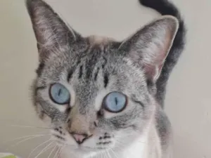 Gato raça SRD idade 1 ano nome GUGA