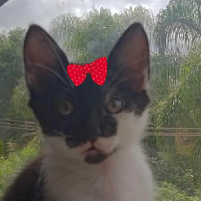Gato ra a Mestiça  idade 2 a 6 meses nome Tina 