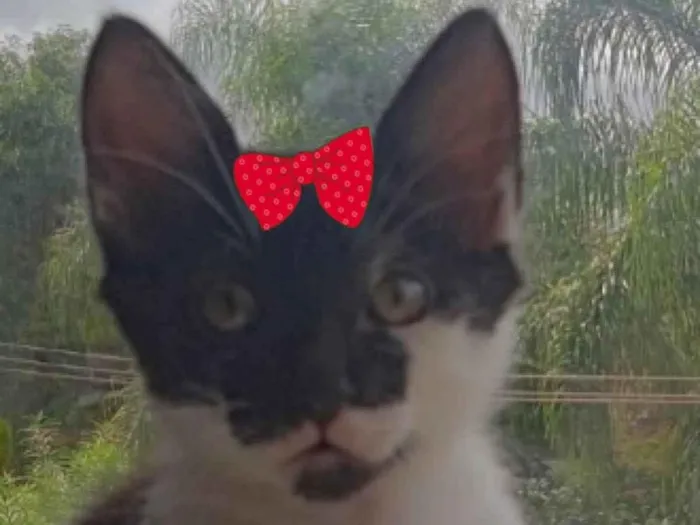 Gato ra a Mestiça  idade 2 a 6 meses nome Tina 