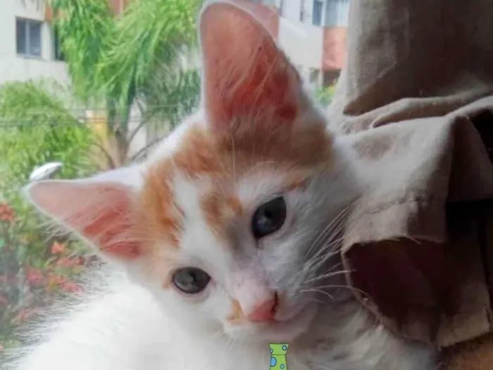 Gato ra a Mestiço  idade 2 a 6 meses nome Júlio 