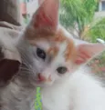 Júlio 