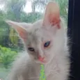 Kiko 