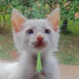 Léo 