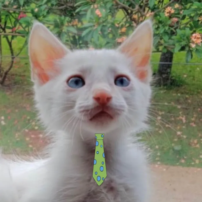 Gato ra a Mestiço  idade 2 a 6 meses nome Léo 