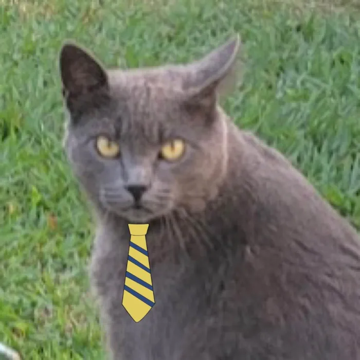 Gato ra a Mestiço  idade 2 a 6 meses nome Simba 