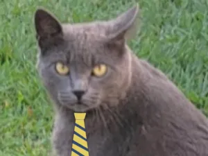 Gato raça Mestiço  idade 2 a 6 meses nome Simba 
