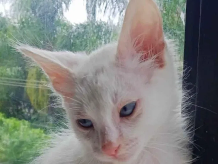 Gato ra a Mestiço  idade 2 a 6 meses nome Kiko 