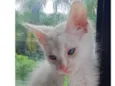 Kiko 