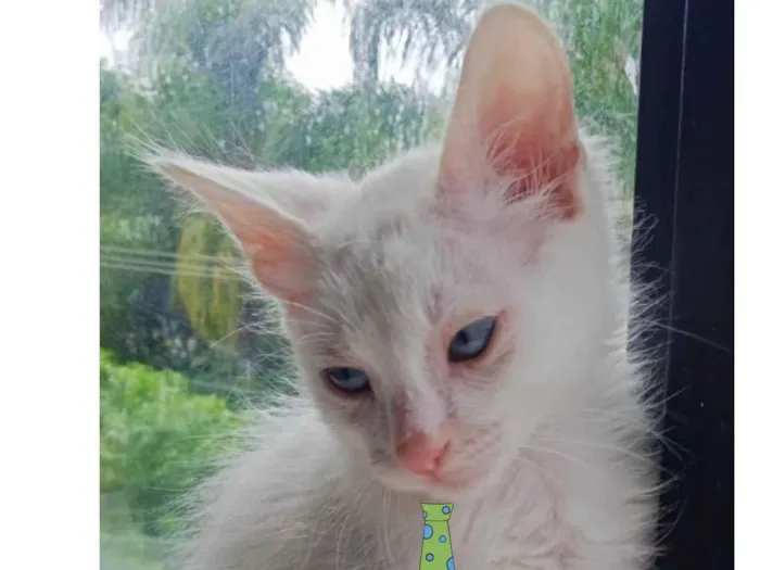 Gato ra a Mestiço  idade 2 a 6 meses nome Kiko 