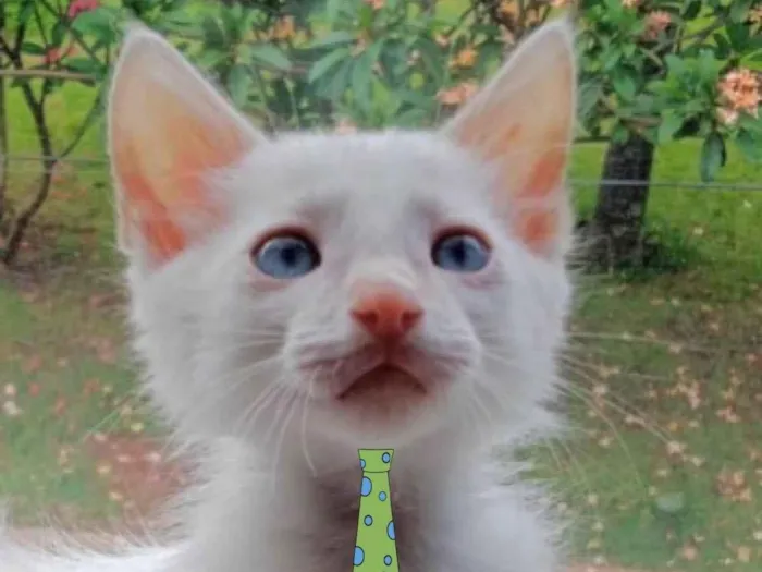 Gato ra a Mestiço  idade 2 a 6 meses nome Léo 