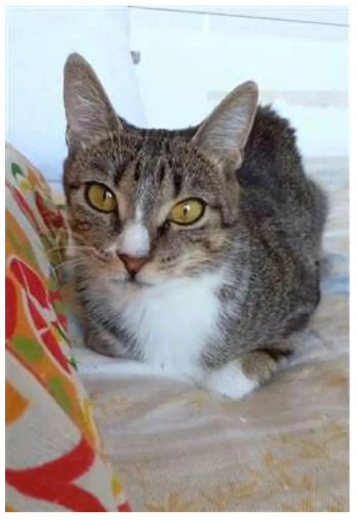 Gato ra a srd tigradinha idade 1 ano nome BELINHA