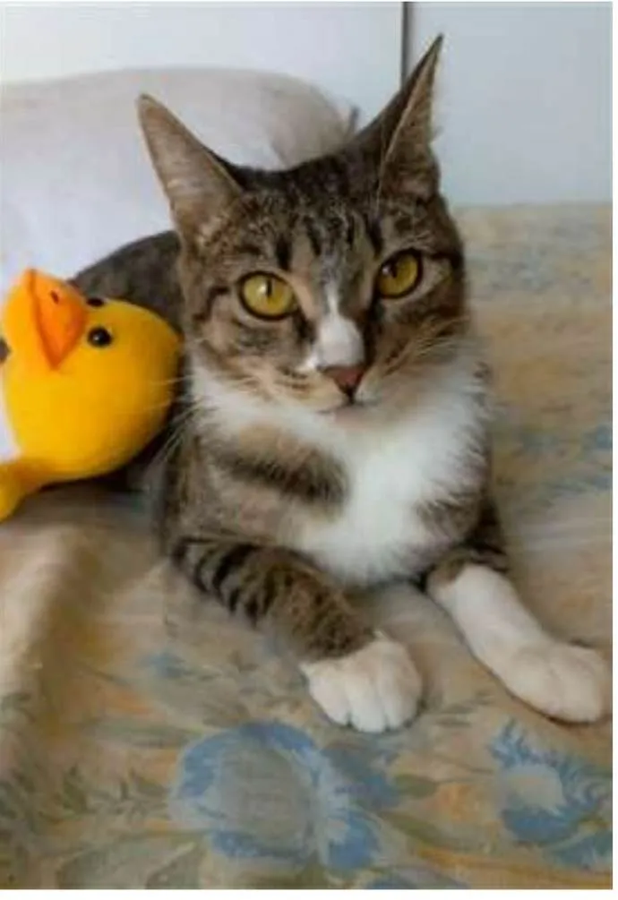 Gato ra a srd tigradinha idade 1 ano nome BELINHA
