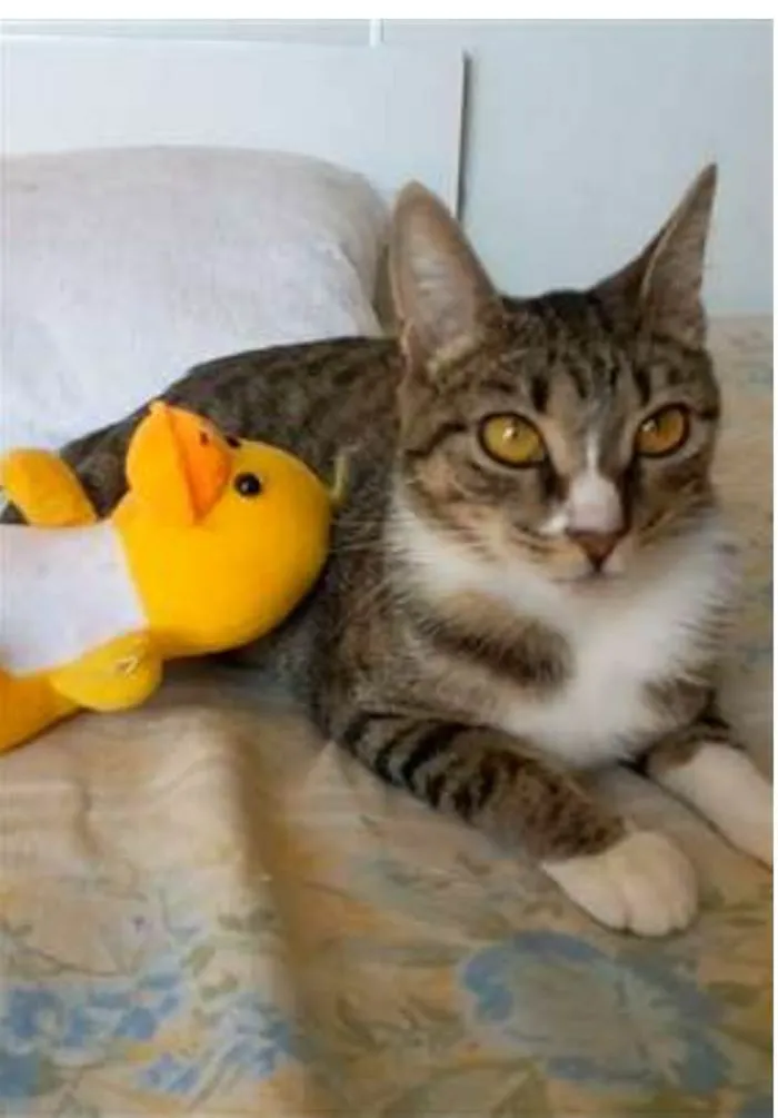 Gato ra a srd tigradinha idade 1 ano nome BELINHA