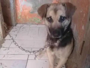 Cachorro raça Vira lata idade 4 anos nome Marmaduke 