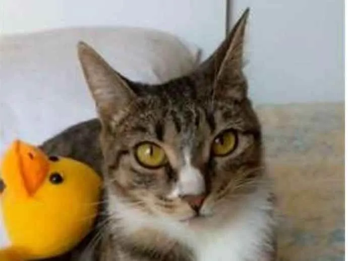 Gato ra a srd tigradinha idade 1 ano nome BELINHA