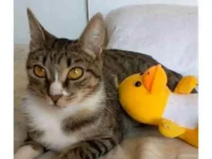 Gato raça srd tigradinha idade 1 ano nome BELINHA