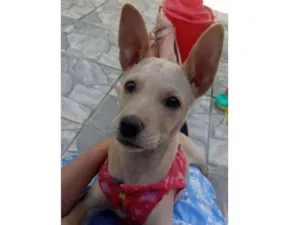 Cachorro raça Viralatas idade 2 a 6 meses nome Mello