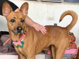 Cachorro raça ChowChow idade 2 anos nome Saori