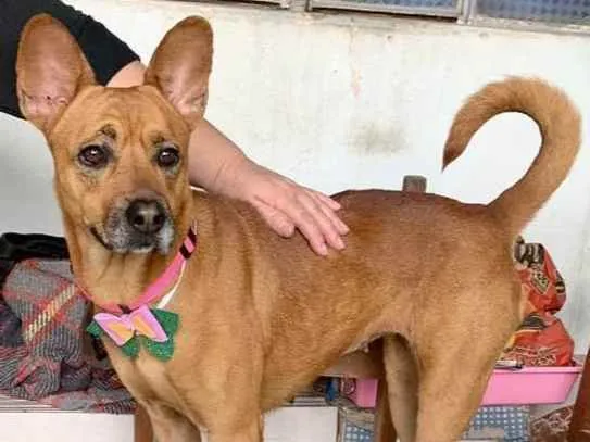 Cachorro raça ChowChow idade 2 anos nome Saori