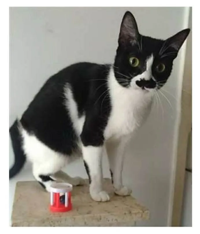 Gato ra a srd frajolinha  idade 2 anos nome CHAYENE