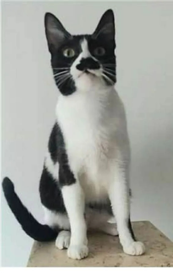 Gato ra a srd frajolinha  idade 2 anos nome CHAYENE