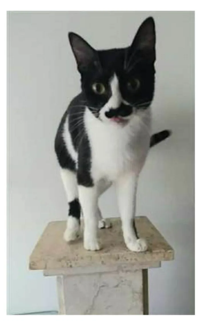 Gato ra a srd frajolinha  idade 2 anos nome CHAYENE