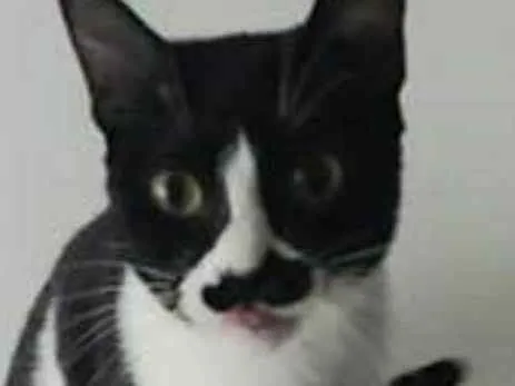 Gato ra a srd frajolinha  idade 2 anos nome CHAYENE