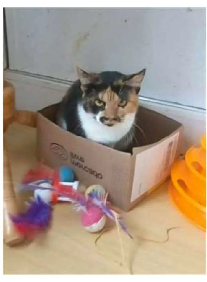 Gato ra a srd tricolor idade 7 a 11 meses nome LIDA