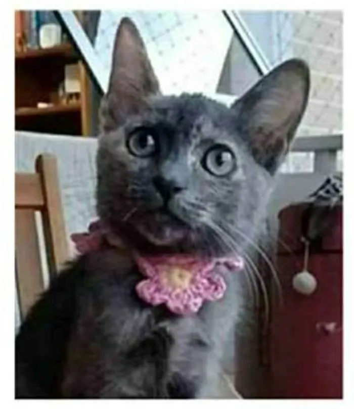 Gato ra a srd tricolor idade 2 a 6 meses nome MARIA