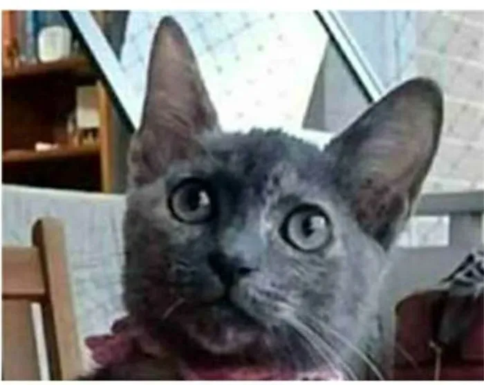 Gato ra a srd tricolor idade 2 a 6 meses nome MARIA
