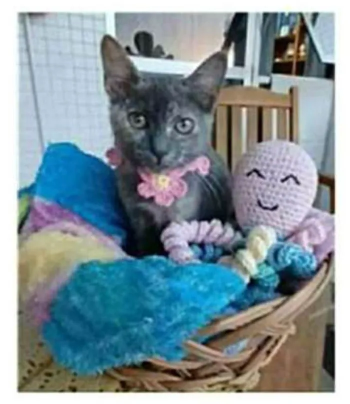 Gato ra a srd tricolor idade 2 a 6 meses nome MARIA