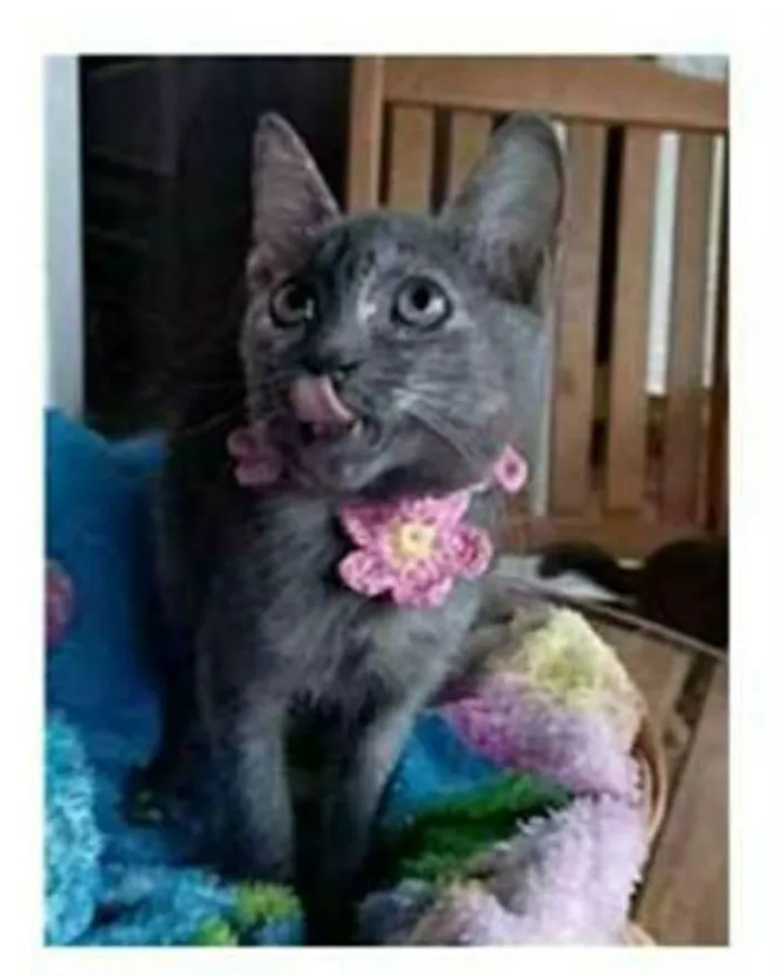 Gato ra a srd tricolor idade 2 a 6 meses nome MARIA