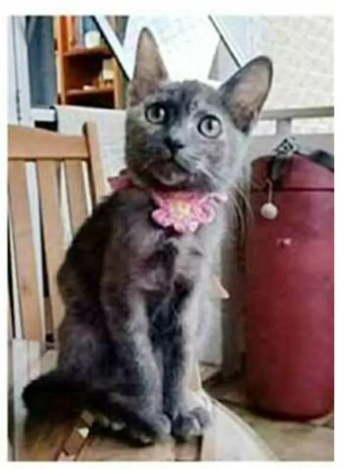Gato ra a srd tricolor idade 2 a 6 meses nome MARIA