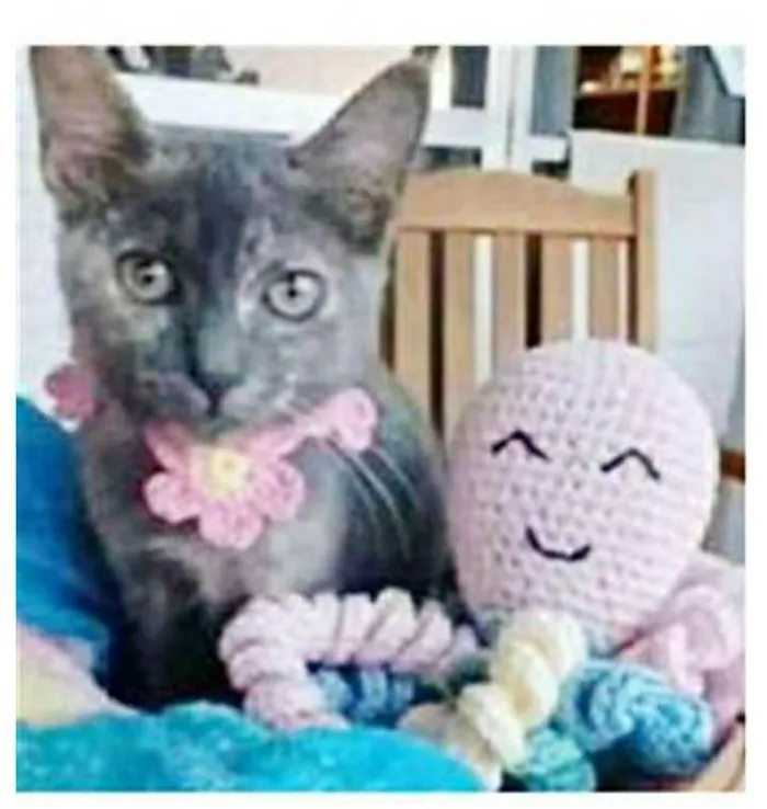 Gato ra a srd tricolor idade 2 a 6 meses nome MARIA